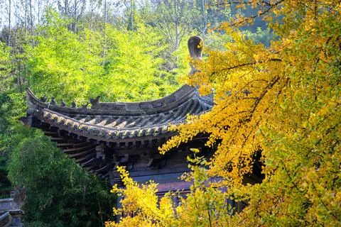 Chinese temple with trees Stock Photos