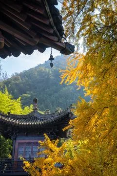 Chinese temple with trees Stock Photos