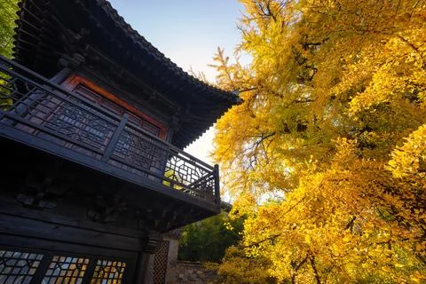 Chinese temple with trees Stock Photos