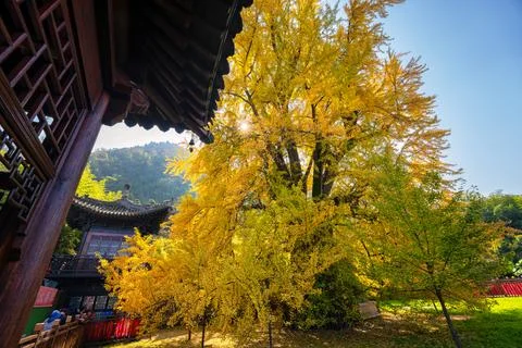 Chinese temple with trees Stock Photos