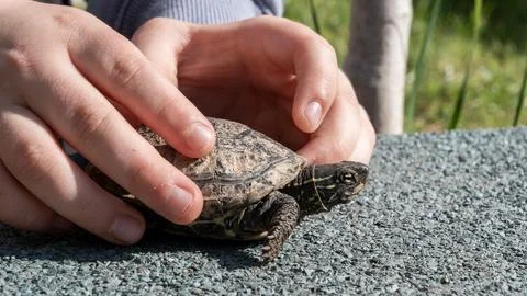 Chinese three-keeled pond turtle Mauremys reevesii on gravel with hands close-up Stock Photos