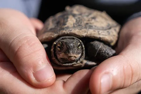 Chinese three-keeled pond turtle Mauremys reevesii staring forward in close-up Stock Photos