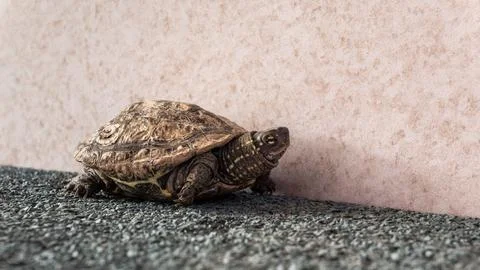Chinese three-keeled pond turtle Mauremys reevesii on urban gravel surface Stock Photos