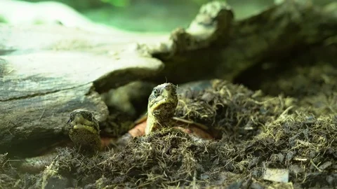 Chinese three-striped box turtle (Cuora trifasciata) 스톡 동영상 113115356