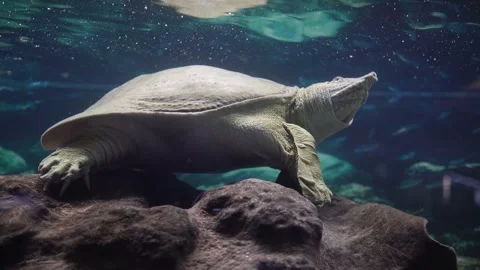 Chinese Trionics Softshell Tortoise In Aquarium. 库存影片 246531937