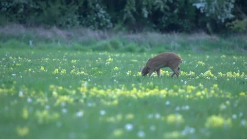 Chinese Water Deer 1 Hydropotes inermis inermis 4k 50p youngster in cowslips Видео 171531117