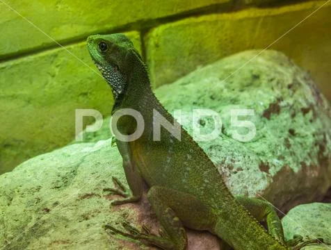 Chinese water dragon lizard sitting on a rock, tropical reptile from Asia Stock Photos