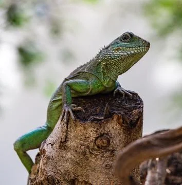 Chinese Water Dragon Stock-Fotos