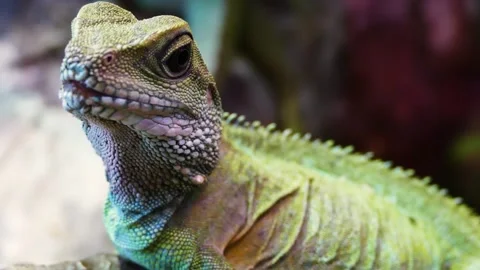 Chinese water dragon (Physignathus cocincinus) Stock Footage 176316632