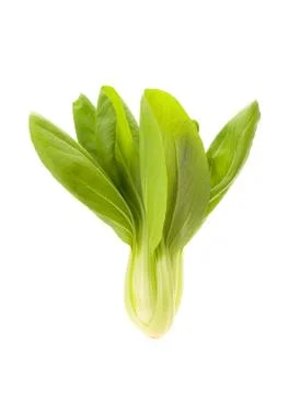 Chinese White Cabbage Stock Photos