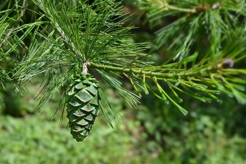 Chinese white pine Stock Photos
