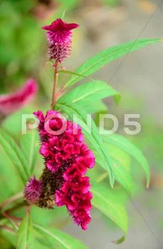 Chinese wool flower Stock Photos