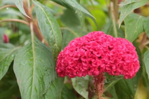Chinese wool flower. Stock Photos