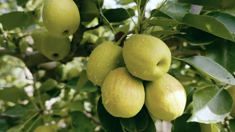 Chinese xinjiang pear Stock Footage 178965646
