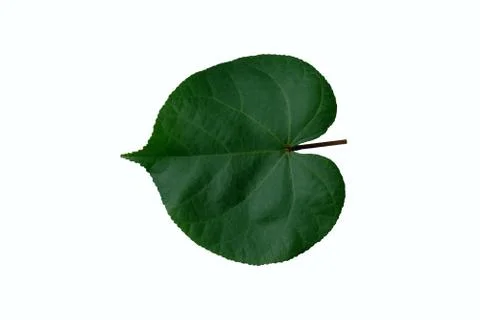Chingma lantern leaf isolated on white background Stock Photos