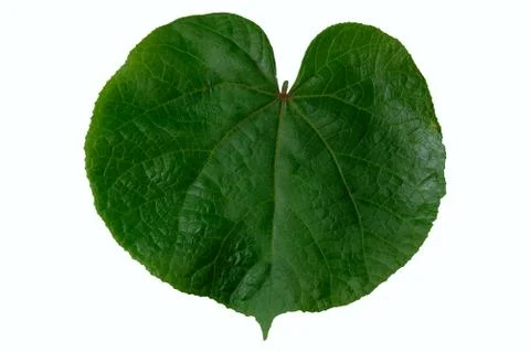 Chingma lantern leaf isolated on white background Stock Photos