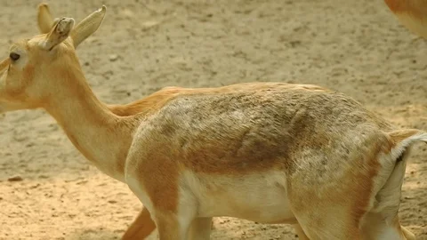 The Chinkara Stock Footage 106199810