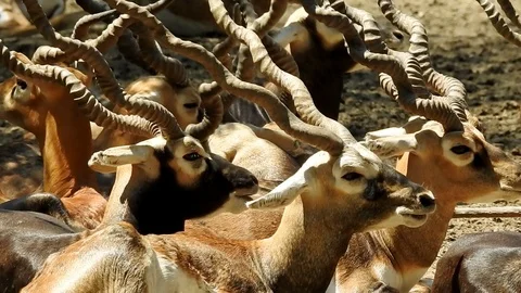 The Chinkara 動画素材 107607559