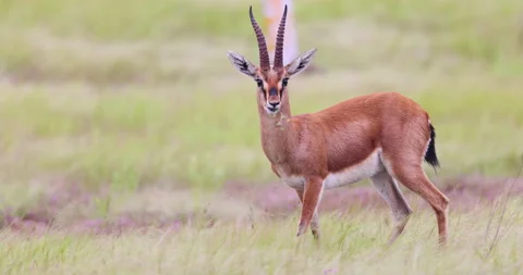 Chinkara gazelle male 8k Stock Footage
