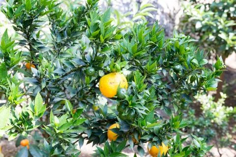 Chinois tree Foto stock