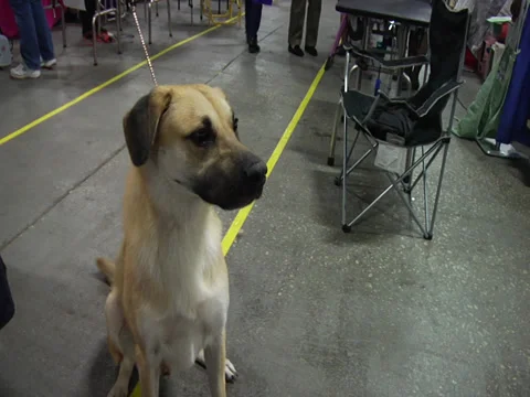 Chinook 01 Stock Footage 33827438