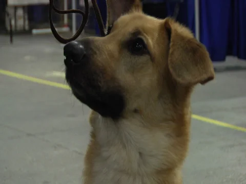 Chinook 02 Stock Footage 33827443