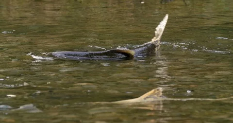 Chinook Salmon Spawn In Eagle Creek Stock Footage 126775177