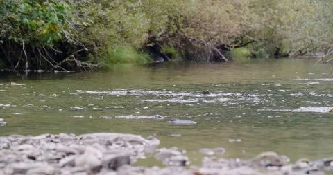 Chinook Salmon Spawn in Eagle Creek, Oregon Stock Footage 127180049