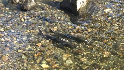 Chinook Salmon Spawning by the Fish Hatchery 库存影片 81187553