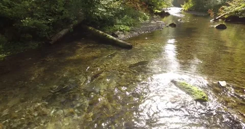 Chinook Salmon Spawning Stream Stock Footage 153037138