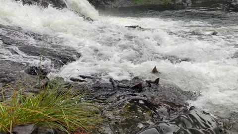 Chinook Salmon Spawning In Washington River Video stock 220526009