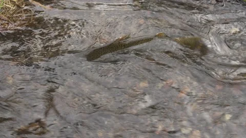 Chinook Salmon Struggle Spawning Up a Small Creek Drought Stock Footage 219667011