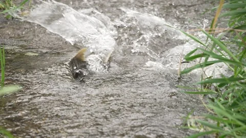 Chinook Salmon Struggle Spawning Up a Small Creek Drought Stock Footage 219667262