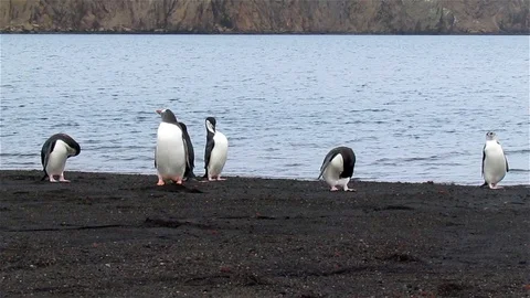 Chinstrap and Gentoo Penguins on the beach, Antarctica Stock Footage 125764853
