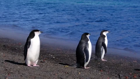 Chinstrap and gentoo penguins on beach at Deception Island, Antarctica Stock Footage 346719490