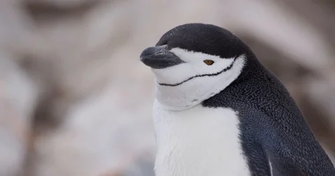 Chinstrap Close Up Antarctica Kip Evans Video stock 87756082