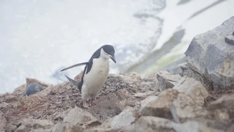 Chinstrap Penguin in Antarctica Spring Summer Picking Up Rocks Stock Footage 88510814