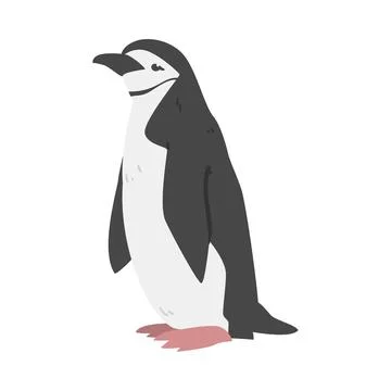 Chinstrap Penguin as Aquatic Flightless Bird with Flippers for Swimming in Stock Illustration