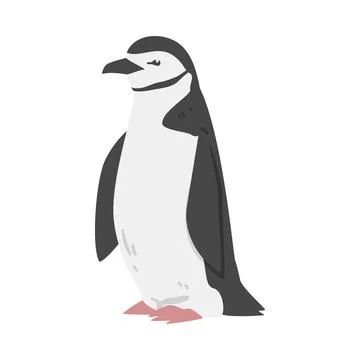Chinstrap Penguin as Aquatic Flightless Bird with Flippers for Swimming in Stock Illustration