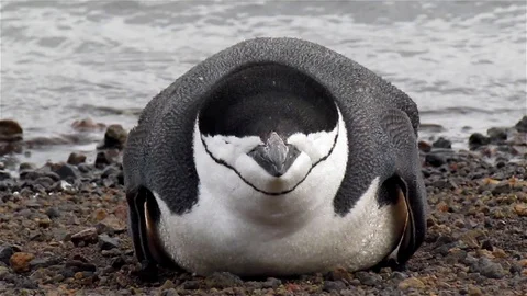 Chinstrap Penguin on the beach, Antarctica Stockbeeldmateriaal 125774083