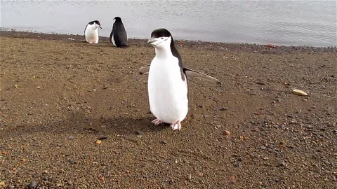 Chinstrap Penguin on the beach, Antarctica Stock Footage 125774584