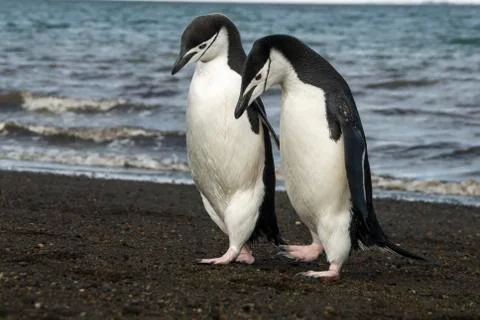 Chinstrap Penguin on the beach Stock Photos