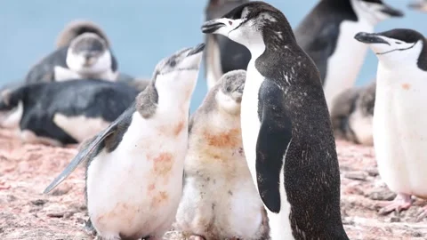 Chinstrap Penguin Chicks Begging and Being Fed by Parent on Antarctic Colony Vídeo Stock 345151357