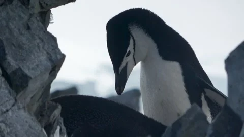 Chinstrap penguin courtship dance close-up Antarctica, 4K Vídeos de archivo 332394381