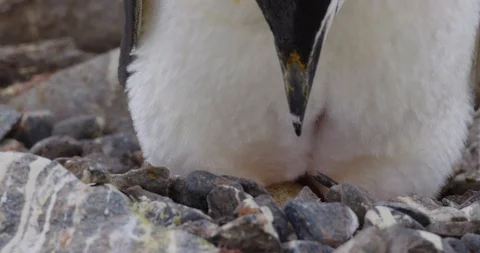 Chinstrap Penguin on Egg Settled Antarctica Kip Evans  Video stock 87756173