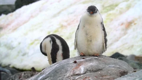 Chinstrap Penguin - a group on rocky bea... | Stock Video | Pond5
