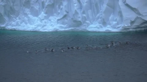 Chinstrap Penguin - a group on rocky beach in Antarctica A couple in courtship Stock-Footage 147192528