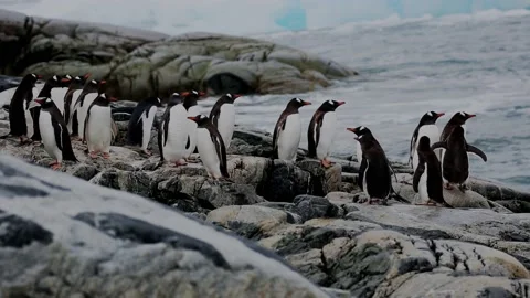 Chinstrap Penguin - a group on rocky beach in Antarctica Video stock 147192555