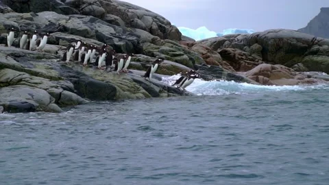 Chinstrap Penguin - a group on rocky beach in Antarctica Video stock 147192575