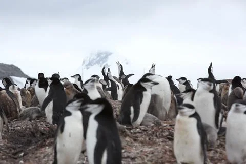 Chinstrap Penguin, Pygoscelis antarcticus nesting on Half Moon Island, Antarc Foto stock